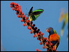 cairns_birdwing_181337