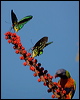 cairns_birdwing_181339