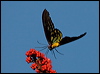 cairns_birdwing_181346