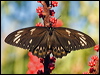 cairns_birdwing_181370
