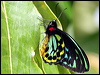 cairns_birdwing_31395