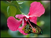 cairns_birdwing_85061