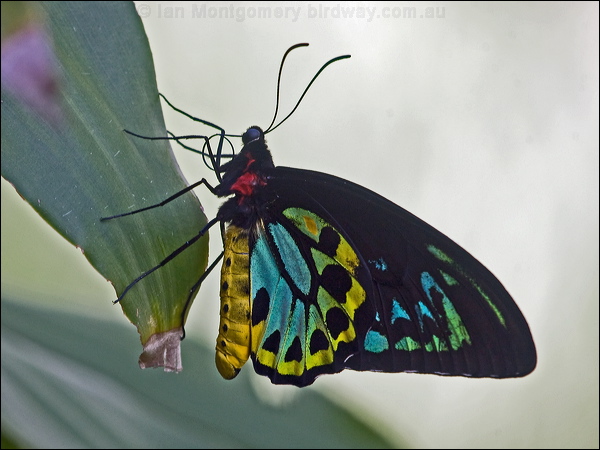 Cairns Birdwing cairns_birdwing_157099.psd