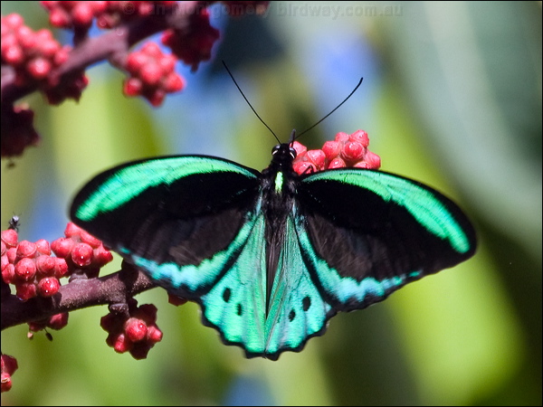 Cairns Birdwing cairns_birdwing_157147.psd