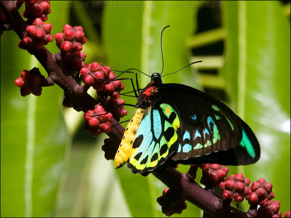 Cairns Birdwing cairns_birdwing_157154.psd