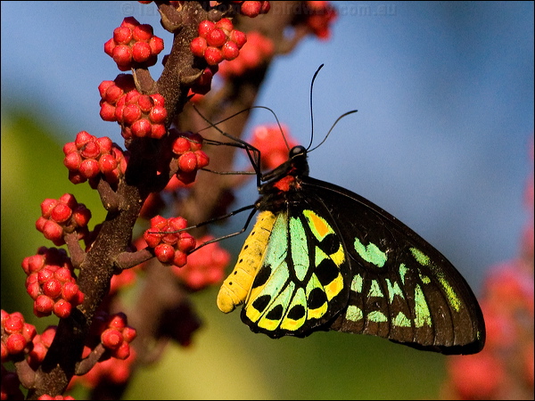Cairns Birdwing cairns_birdwing_181219.psd