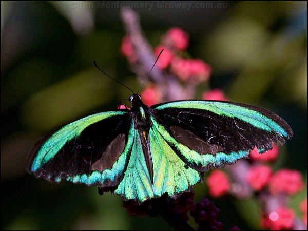 Cairns Birdwing cairns_birdwing_181227.psd