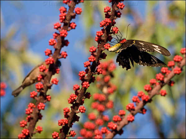 Cairns Birdwing cairns_birdwing_181235.psd