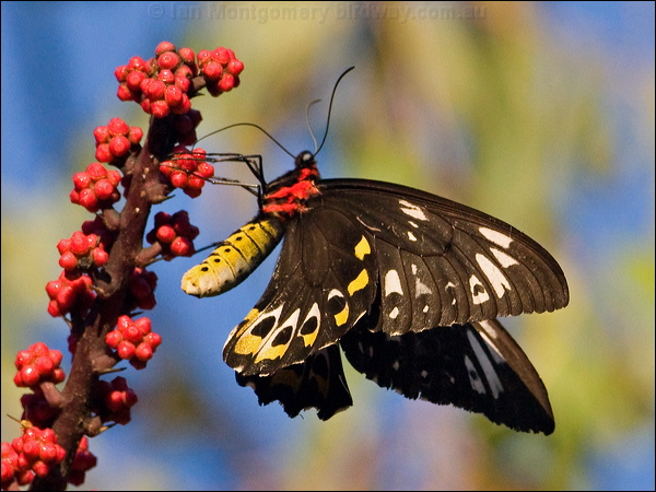 Cairns Birdwing cairns_birdwing_181247.psd