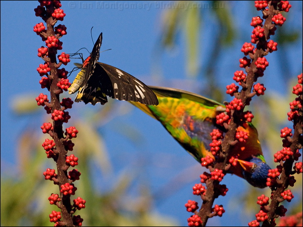 Cairns Birdwing cairns_birdwing_181268.psd