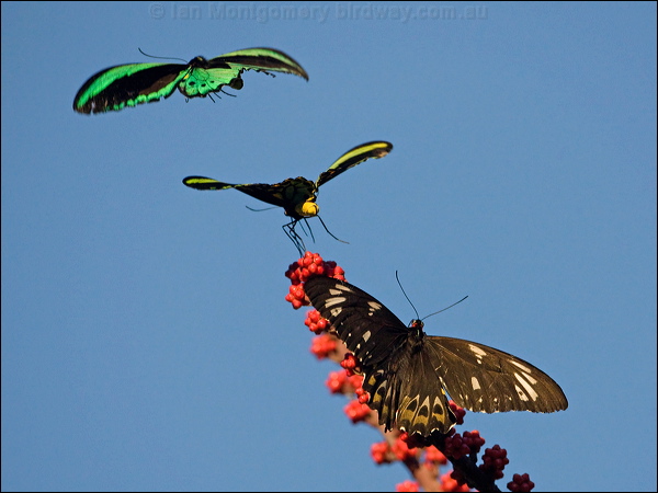 Cairns Birdwing cairns_birdwing_181281.psd