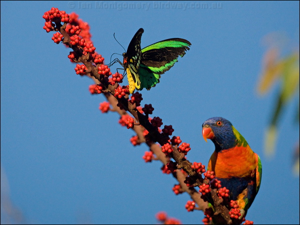 Cairns Birdwing cairns_birdwing_181337.psd