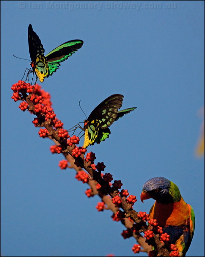 Cairns Birdwing cairns_birdwing_181339.psd