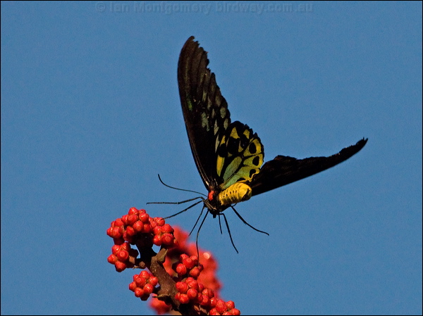 Cairns Birdwing cairns_birdwing_181346.psd