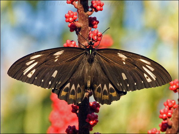 Cairns Birdwing cairns_birdwing_181370.psd