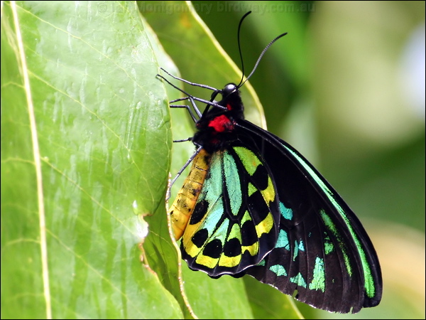 Cairns Birdwing cairns_birdwing_31395.psd