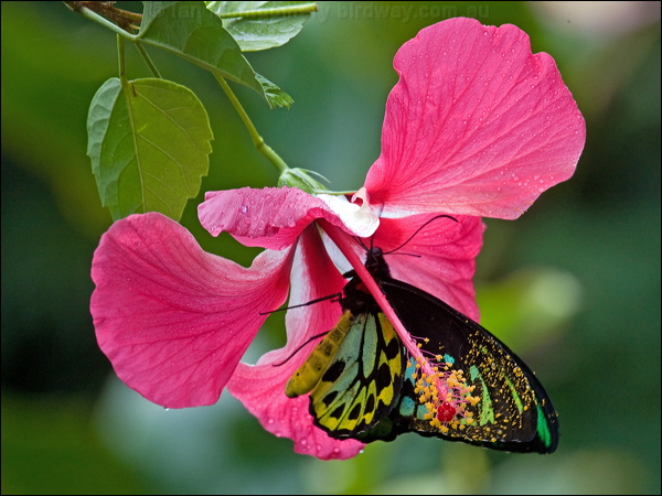 Cairns Birdwing cairns_birdwing_85061.psd