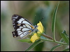 Click here to enter gallery and see photos/pictures/images of Caper White