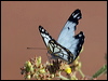 caper_white_187602