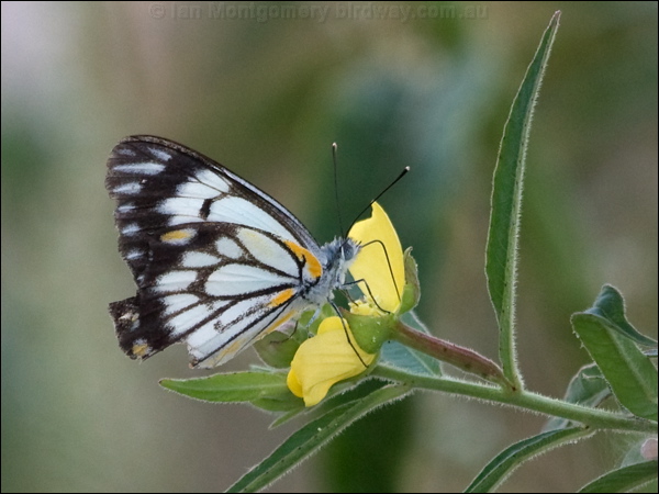 Caper White caper_white_187418.psd