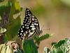 chequer_swallowtail_314941