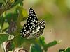 Click here to enter gallery and see photos/pictures/images of Chequered Swallowtail