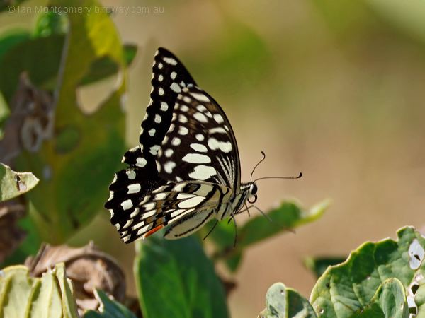 Chequered Swallowtail chequer_swallowtail_314941.psd