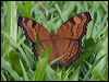 Click here to enter gallery and see photos/pictures/images of Chocolate Argus