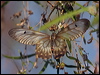 clearwngswallowtail_182601