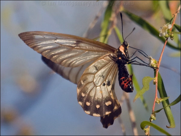 Clearwing Swallowtail clearwngswallowtail_182593.psd
