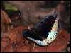 common_archduke_50004