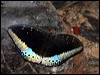 common_archduke_50007