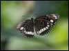 common_crow_181699