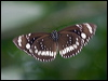 common_crow_181708