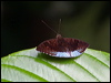 common_earl_50573