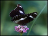 common_eggfly_181434