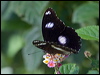 common_eggfly_181446