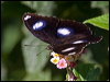 common_eggfly_181452