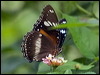 common_eggfly_181553