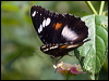 common_eggfly_181569