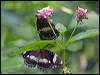 common_eggfly_181577