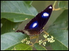 common_eggfly_181619