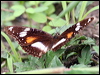 common_eggfly_60941