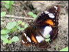 common_eggfly_60949