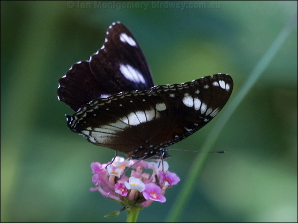 Common Eggfly common_eggfly_181434.psd