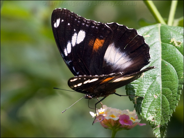 Common Eggfly common_eggfly_181569.psd