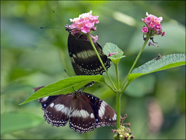 Common Eggfly common_eggfly_181577.psd