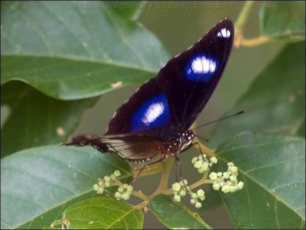Common Eggfly common_eggfly_181619.psd