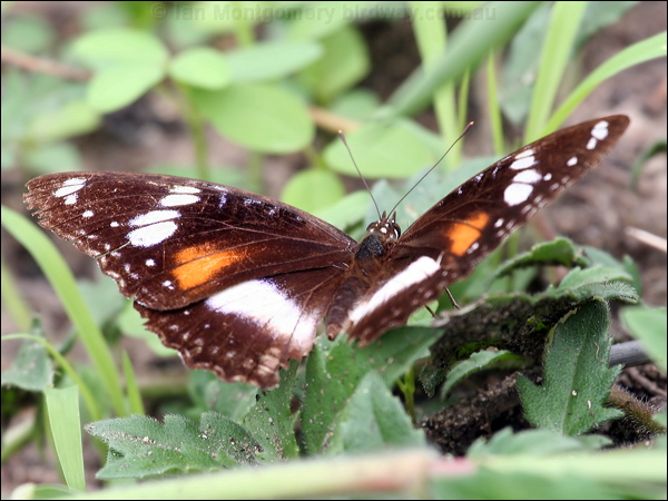 Common Eggfly common_eggfly_60941.psd