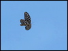 common_tree_nymph_49333